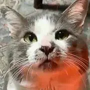柴虎