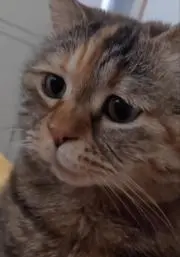 syamuの画像