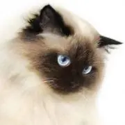 たなかの画像