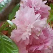 サクラ