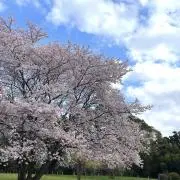 さくらんぼママ