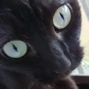 ネコマルの画像