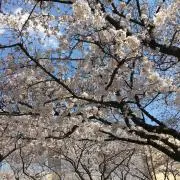サクラの画像