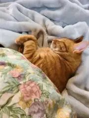 TOMO
