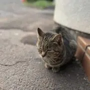 シマさんの画像