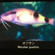 千葉モン