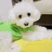 ななにんの画像
