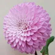 ayw