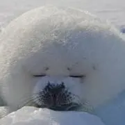 @ikonの画像