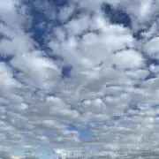 とり