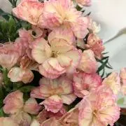 あっきーの画像