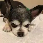 ねぎる