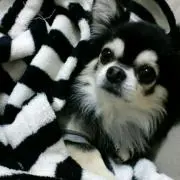ここぷの画像