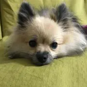 あんぴいの画像