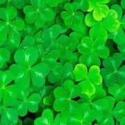 Angie☘