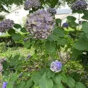 flower.iの画像