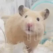 みかんの画像