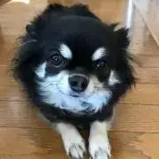 eveの画像