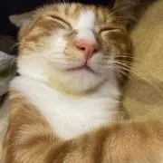デュエキングの画像
