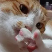 タラオの画像