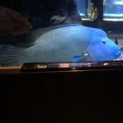 わんバス