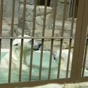 くましろ
