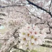 看護学生 教科書 医学書院 等 全82冊 まとめ売り - メルカリ