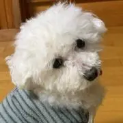 すいの画像