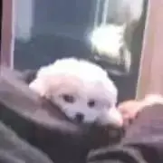 ももの画像