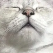 わわわの画像
