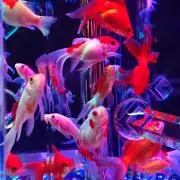 らむの画像
