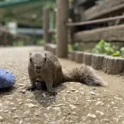 チンの画像