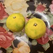 pyon pyonの画像