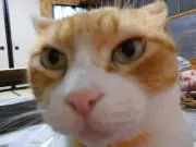 かほる