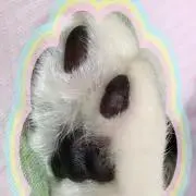 Nekoの画像