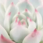 雪