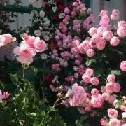 かんの画像