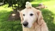 犬五郎の画像