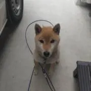 norの画像
