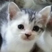 mika