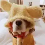 lilyの画像