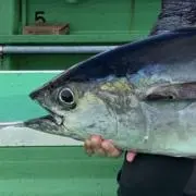 つっちーの画像