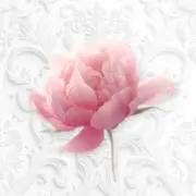 ホワイトミミィの画像