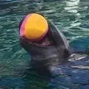 購入者プロフ確認してねの画像