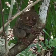 Jewel Tarsier