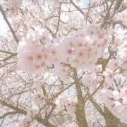 ちゃちゃ