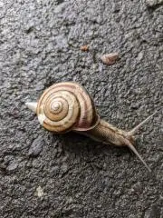 断捨離中！！すぃの画像
