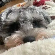 渡辺穂香