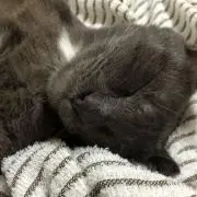 ワンワン