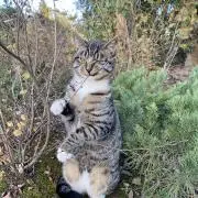 tomoの画像
